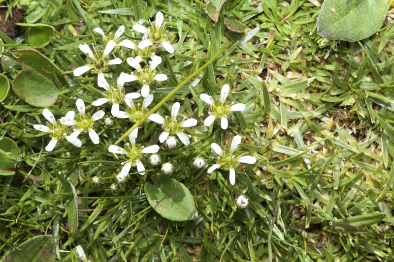 Arenaria oreophila photo 2