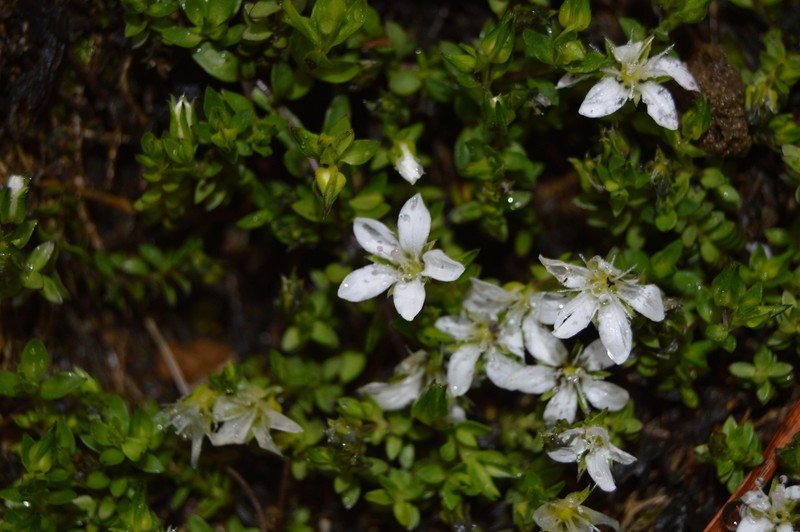 Arenaria oresbia