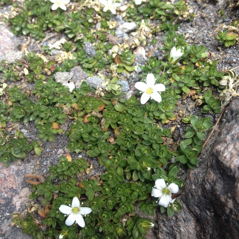 Arenaria oresbia photo 2