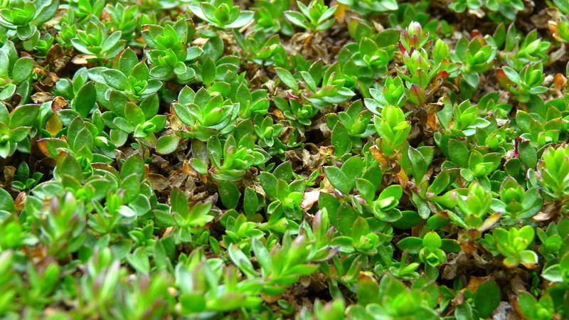 Arenaria oresbia photo 3