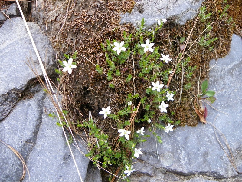 Arenaria oresbia photo 4