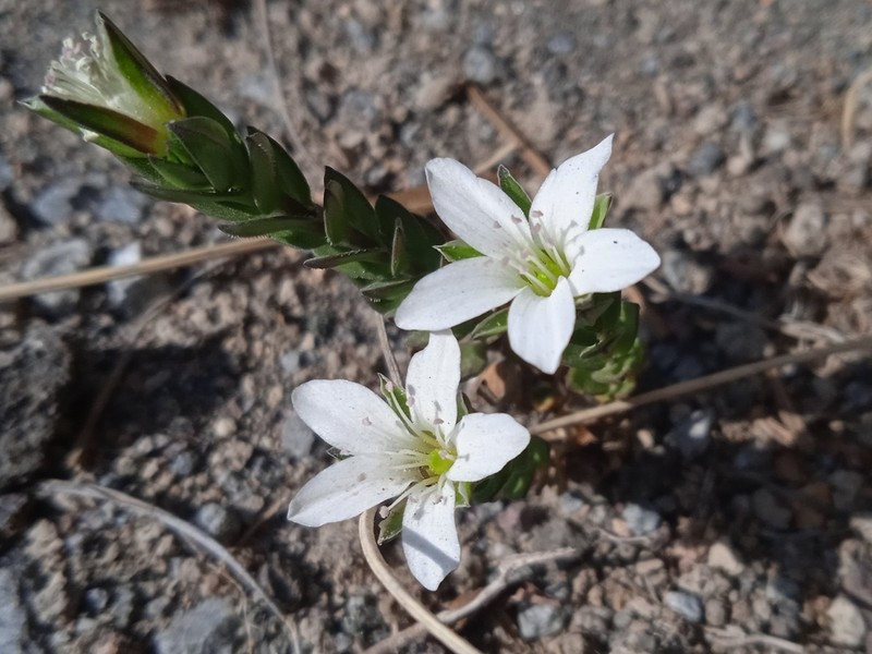 Arenaria oresbia photo 5