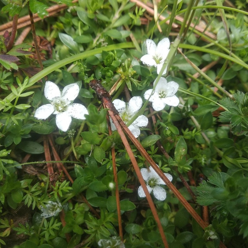 Arenaria oresbia photo 6