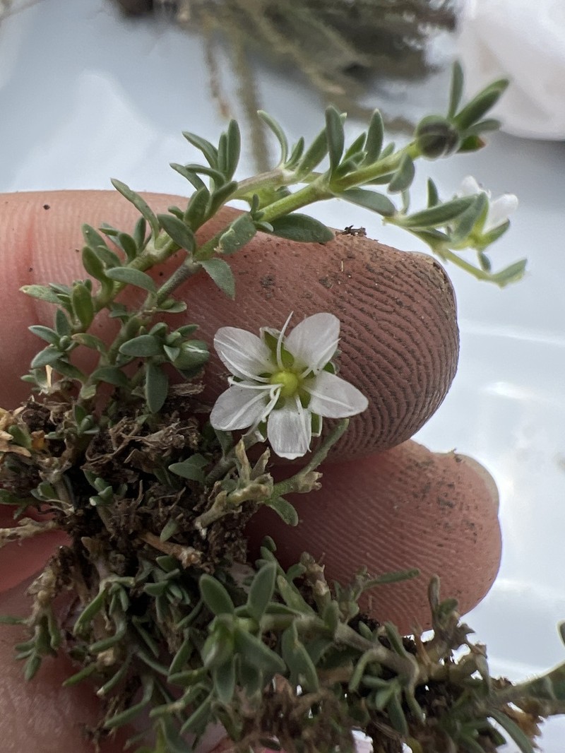 Arenaria oresbia photo 7