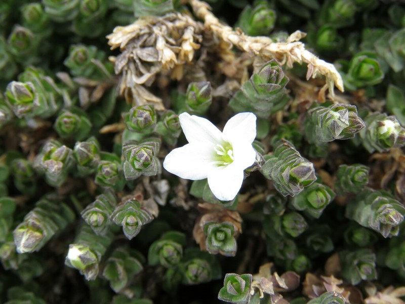 Arenaria oresbia photo 8