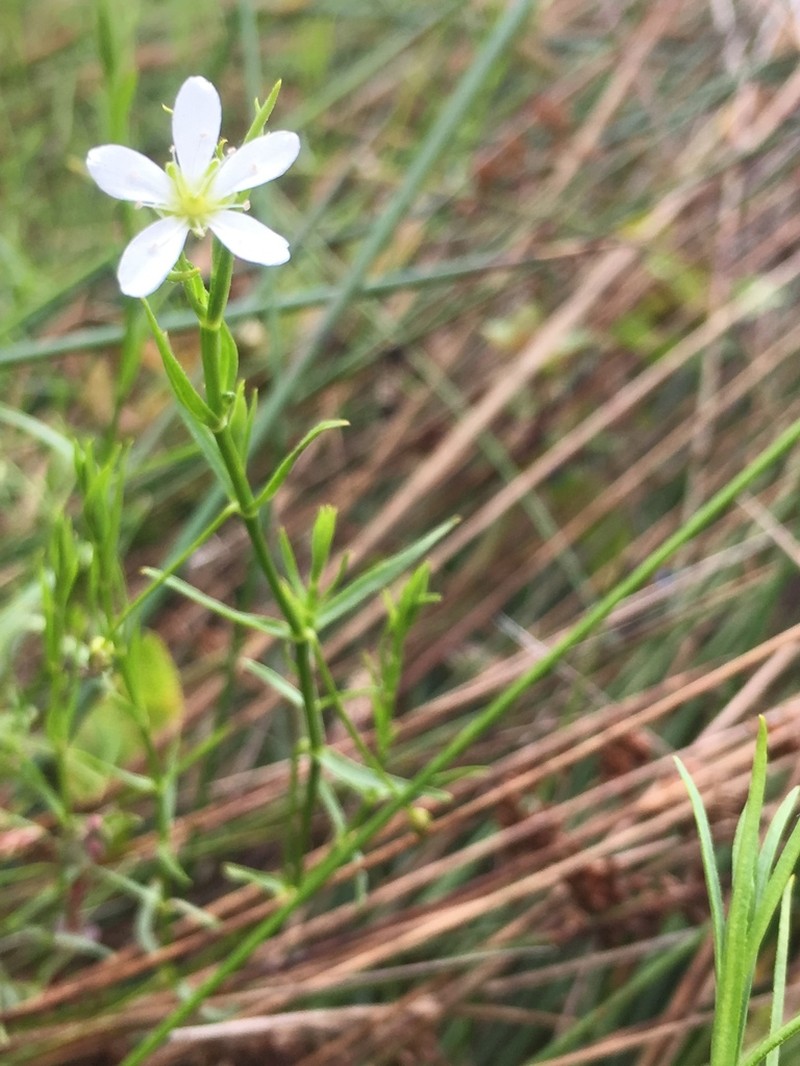 Marsh Sandwort photo 2