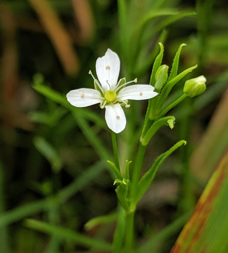 Marsh Sandwort photo 3