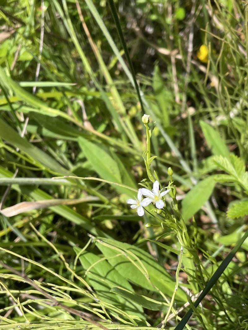Marsh Sandwort photo 4