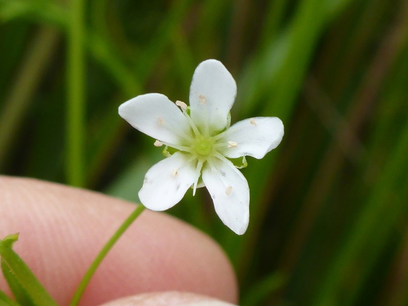 Marsh Sandwort photo 5