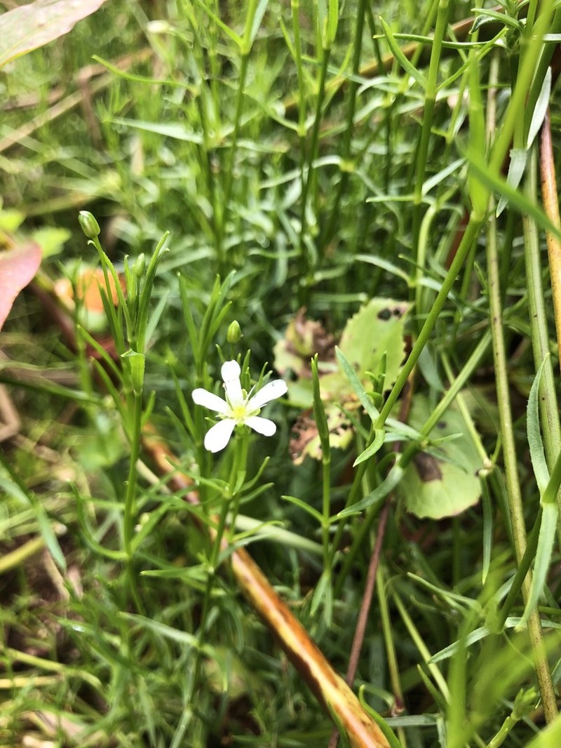 Marsh Sandwort photo 6
