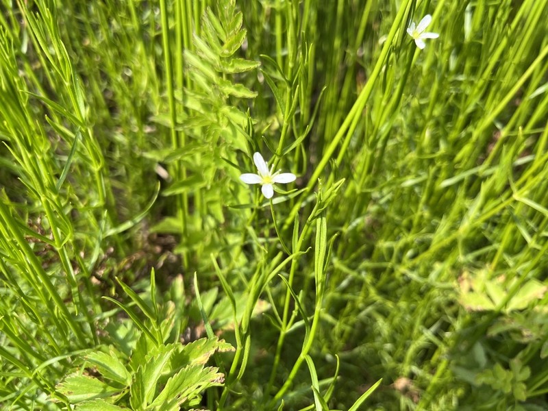 Marsh Sandwort photo 7