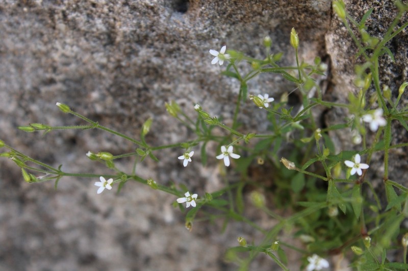 Arenaria pamphylica