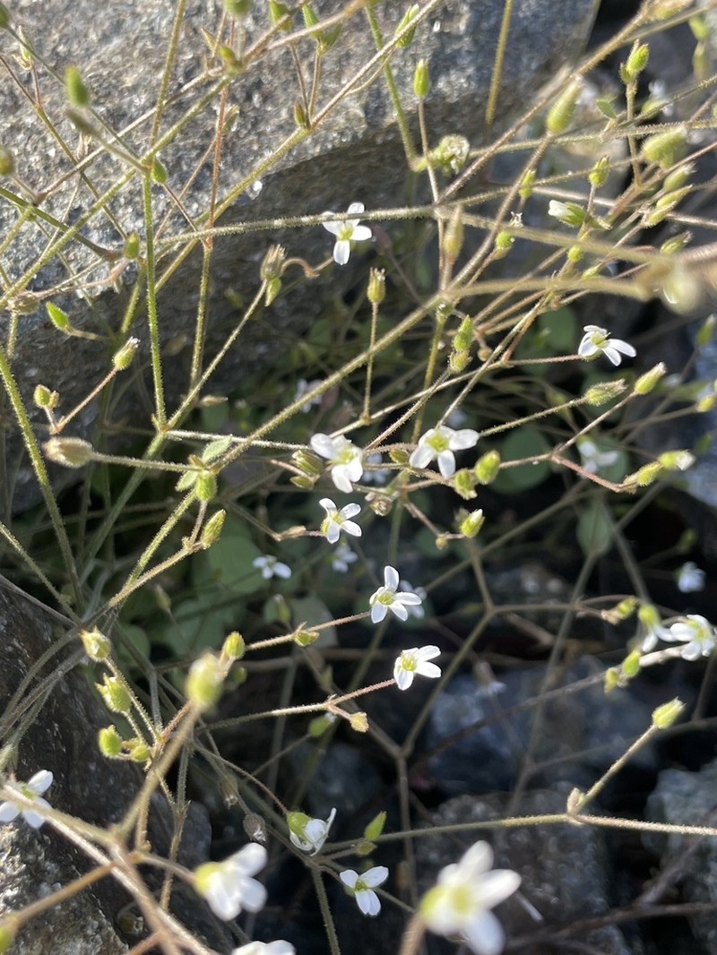 Arenaria pamphylica photo 2