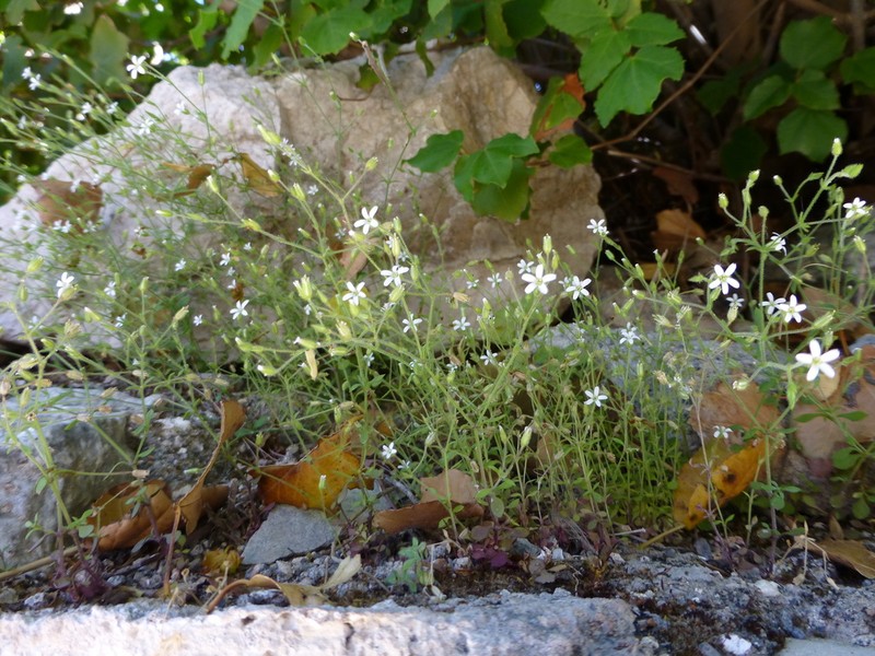 Arenaria pamphylica photo 3