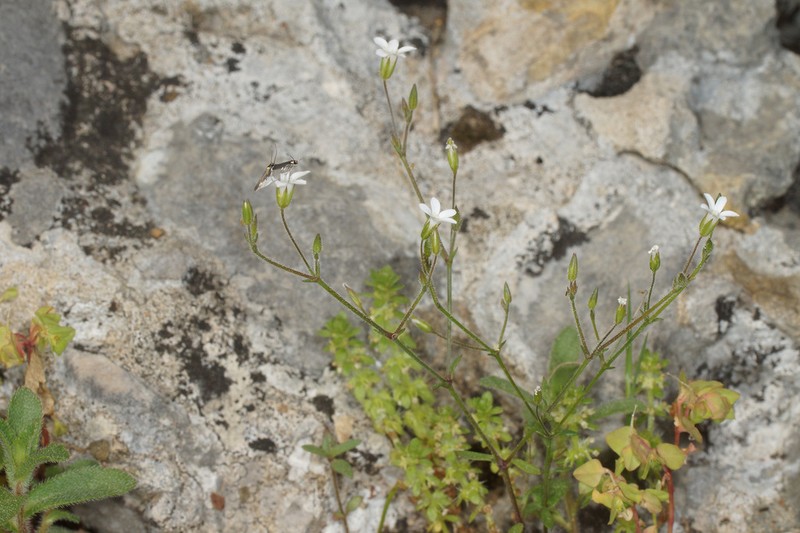 Arenaria pamphylica photo 4