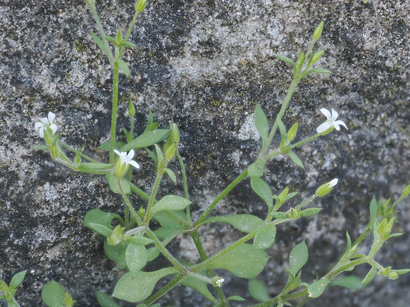 Arenaria pamphylica photo 5
