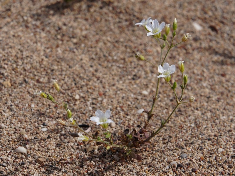 Arenaria pamphylica photo 6