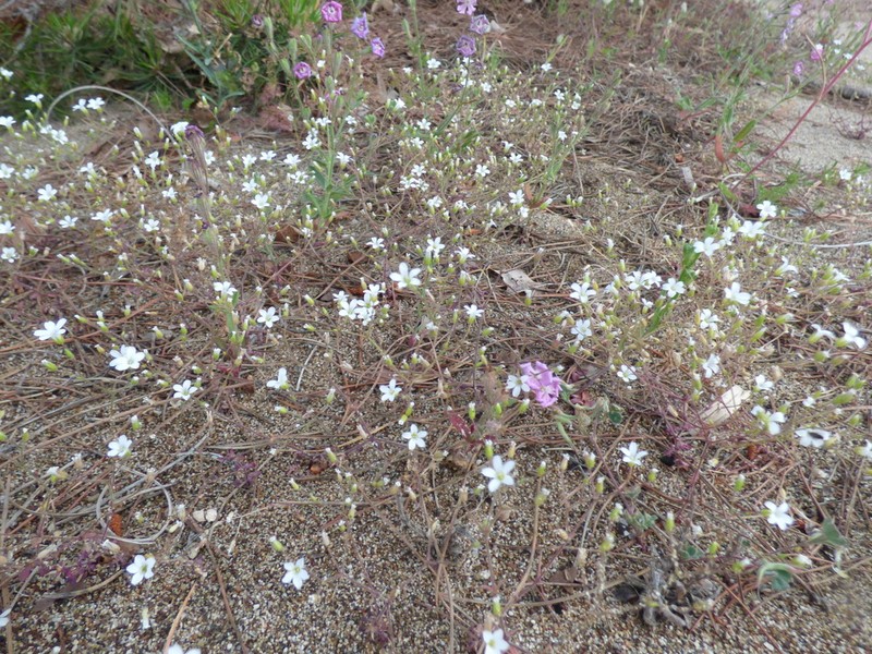 Arenaria pamphylica photo 7