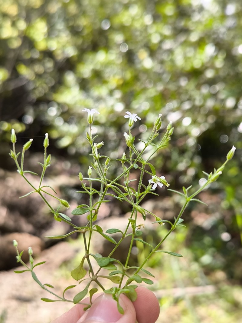 Arenaria pamphylica photo 8