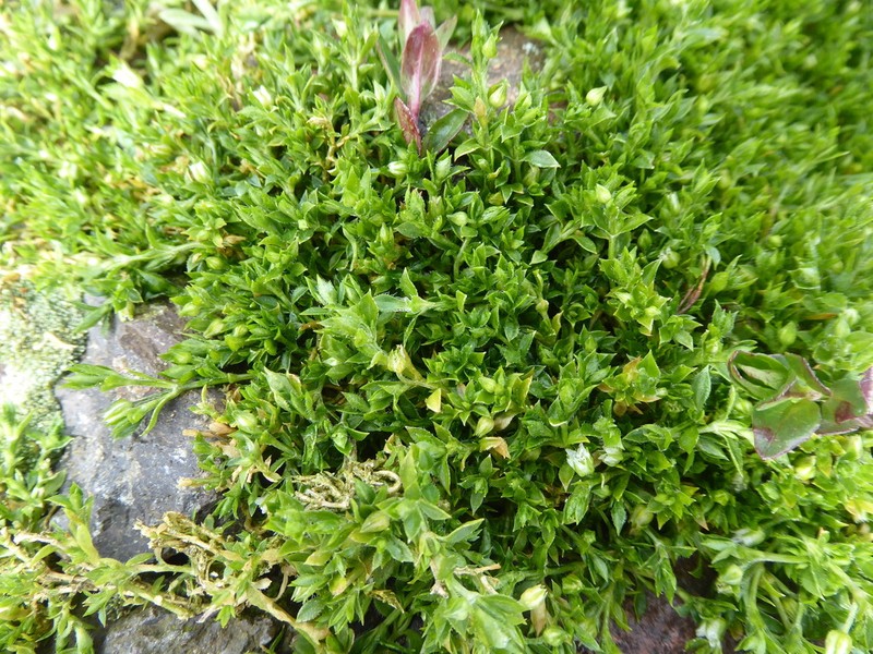 Arenaria parvifolia