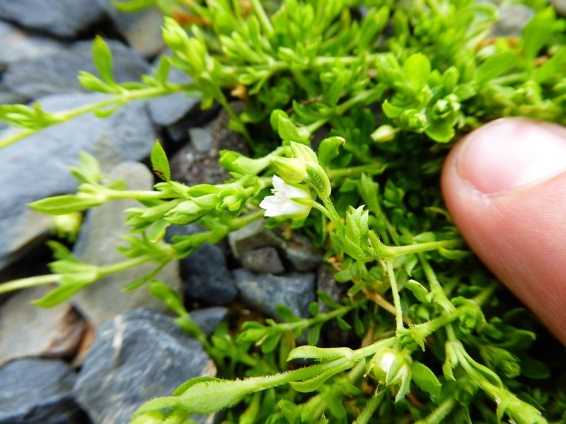 Arenaria parvifolia photo 2