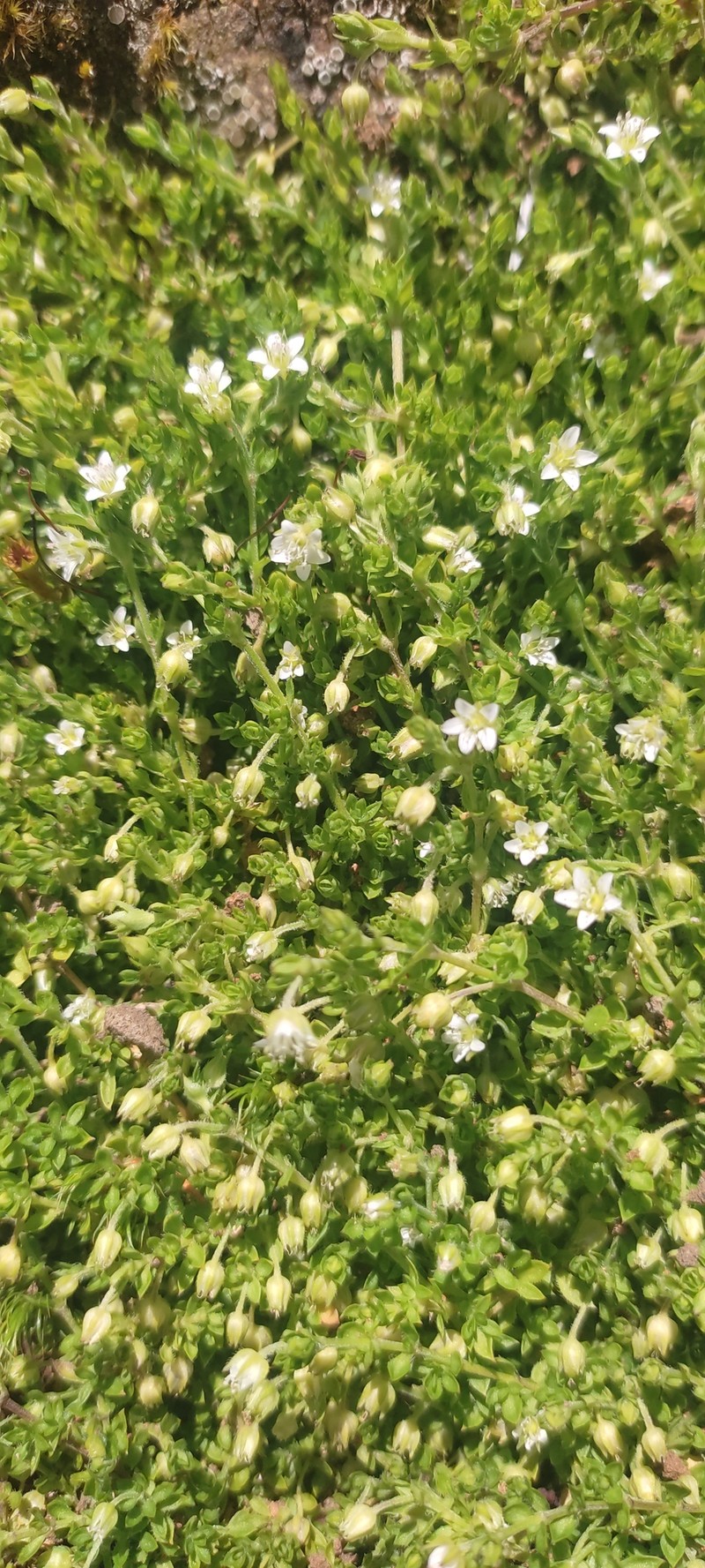 Arenaria parvifolia photo 4
