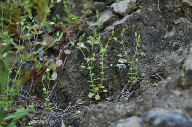 Arenaria peloponnesiaca