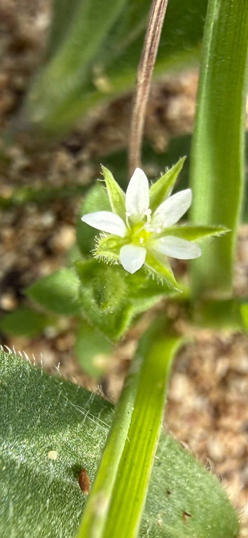 Arenaria peloponnesiaca photo 2