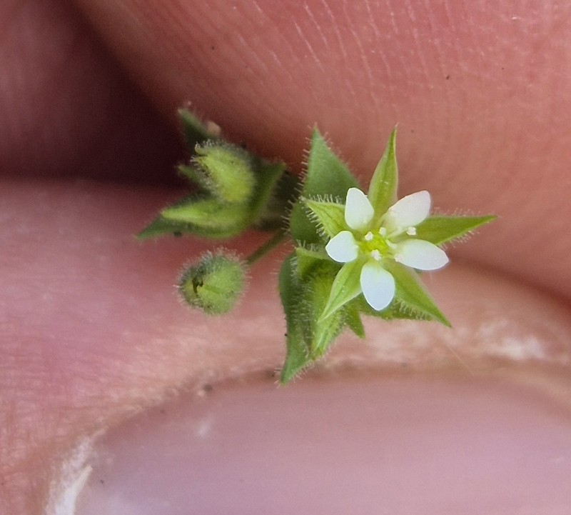 Arenaria peloponnesiaca photo 3