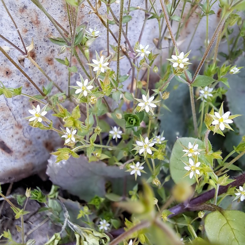 Arenaria peloponnesiaca photo 4