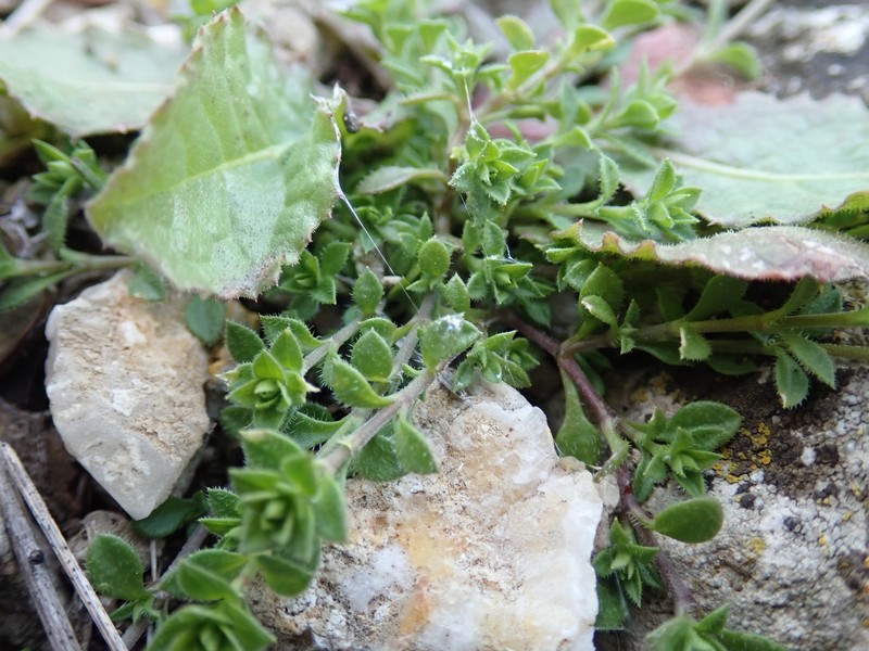 Arenaria peloponnesiaca photo 5