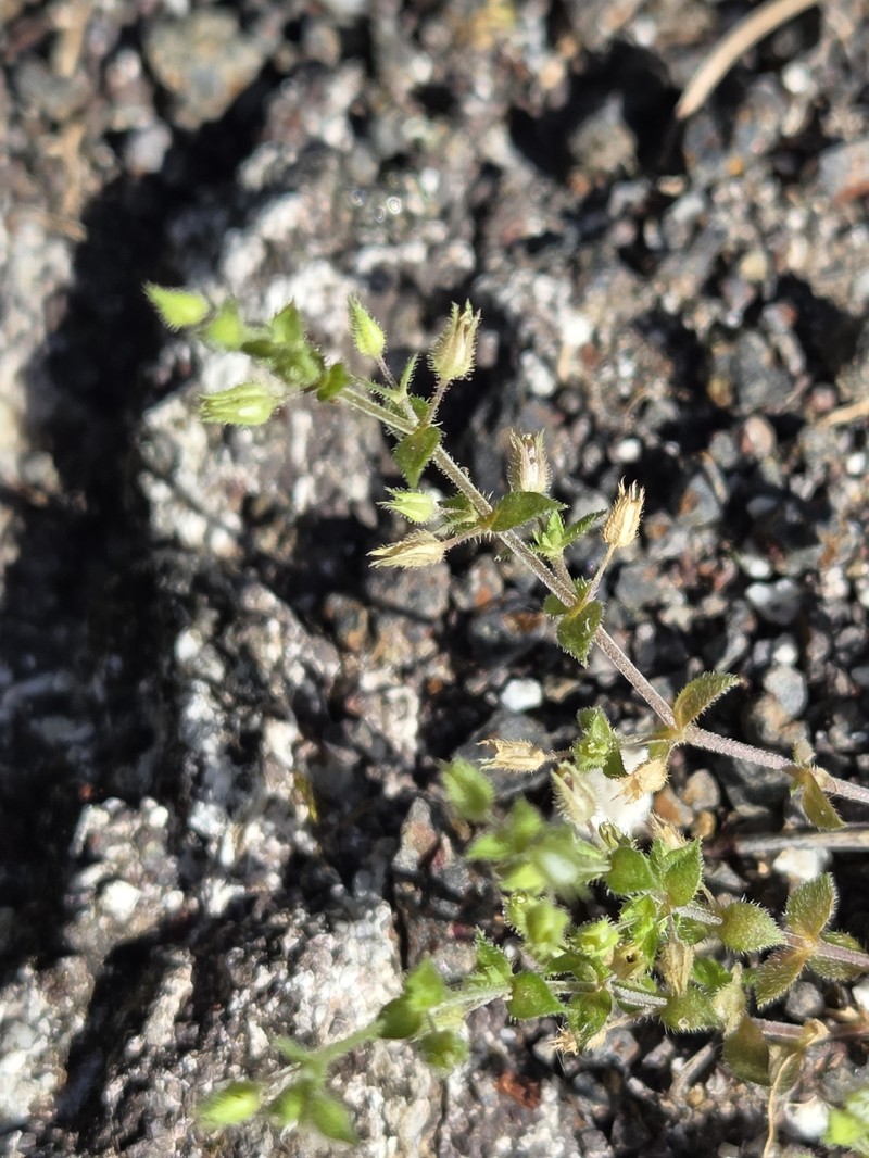 Arenaria peloponnesiaca photo 6