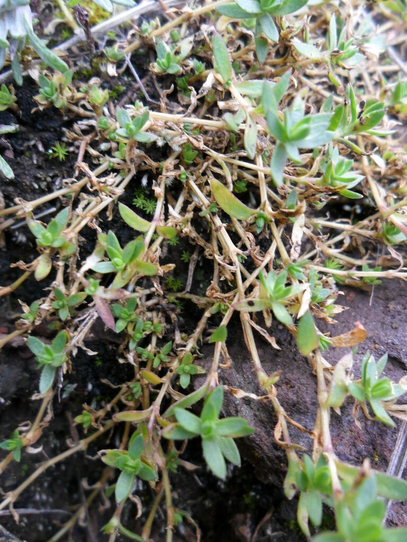 Arenaria pintaudii