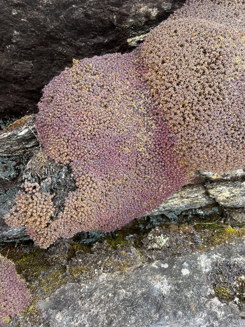 Arenaria polytrichoides