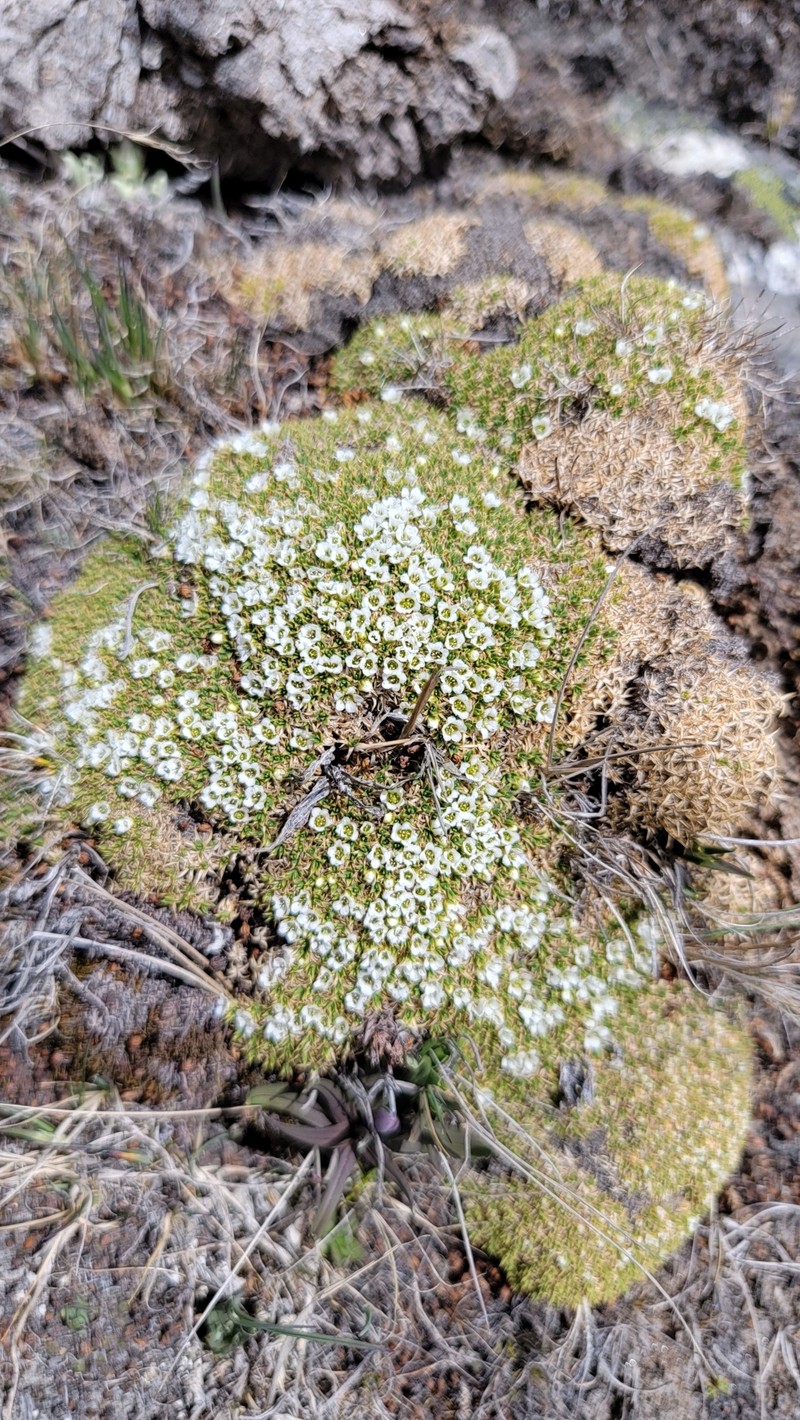Arenaria polytrichoides photo 3