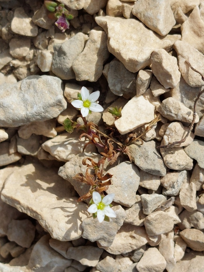 Arenaria provincialis