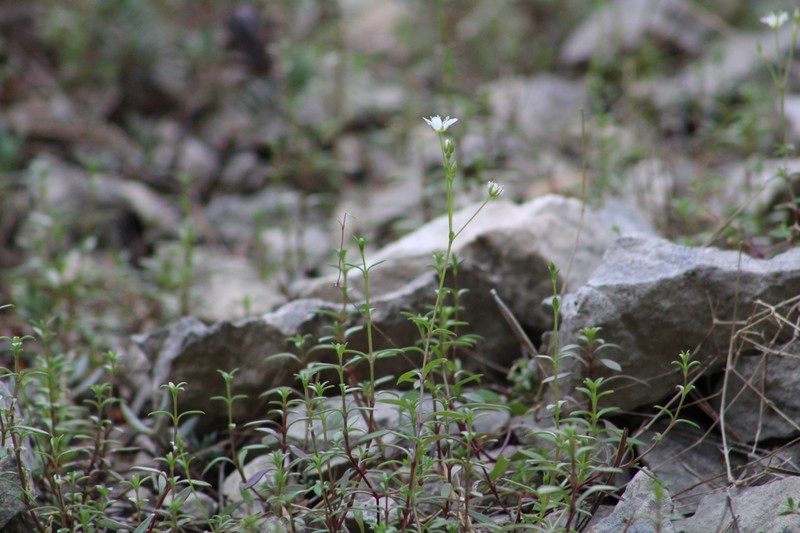 Arenaria provincialis photo 2