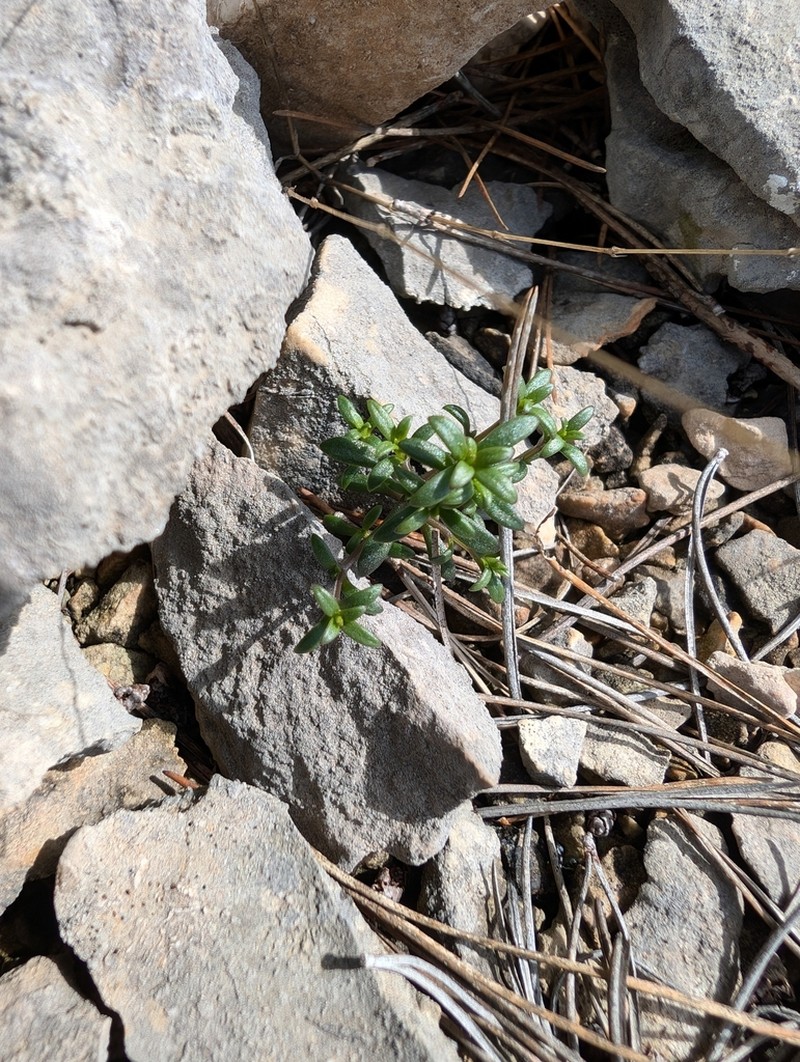 Arenaria provincialis photo 3