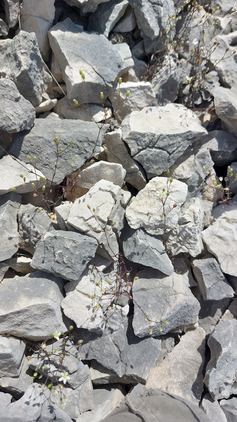 Arenaria provincialis photo 4