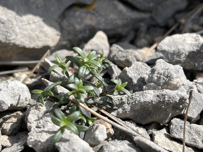 Arenaria provincialis photo 5
