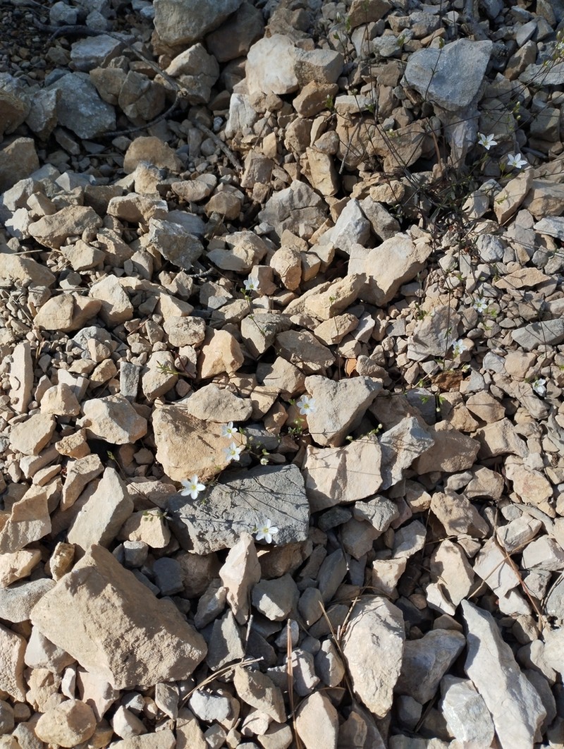 Arenaria provincialis photo 6