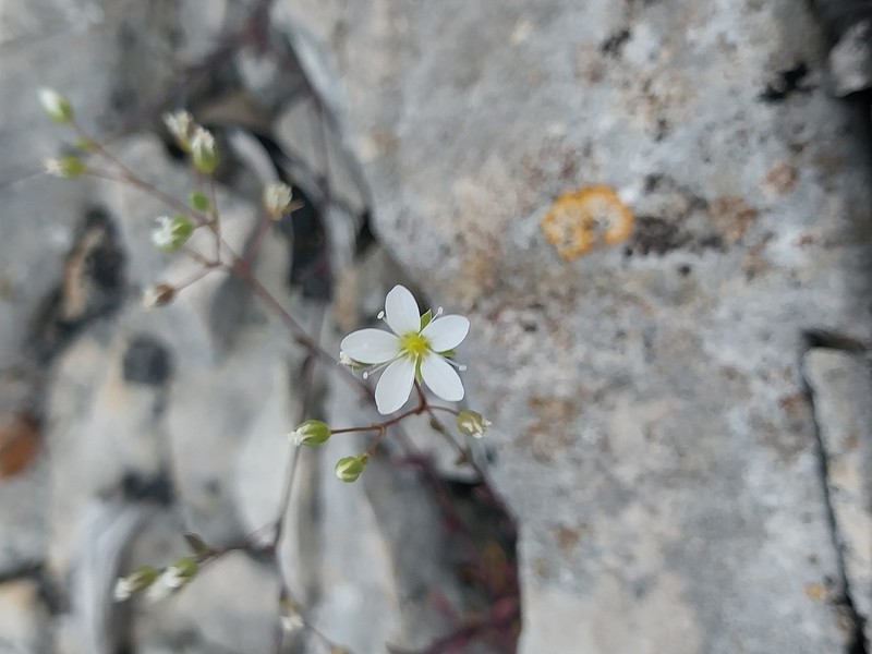 Arenaria provincialis photo 7