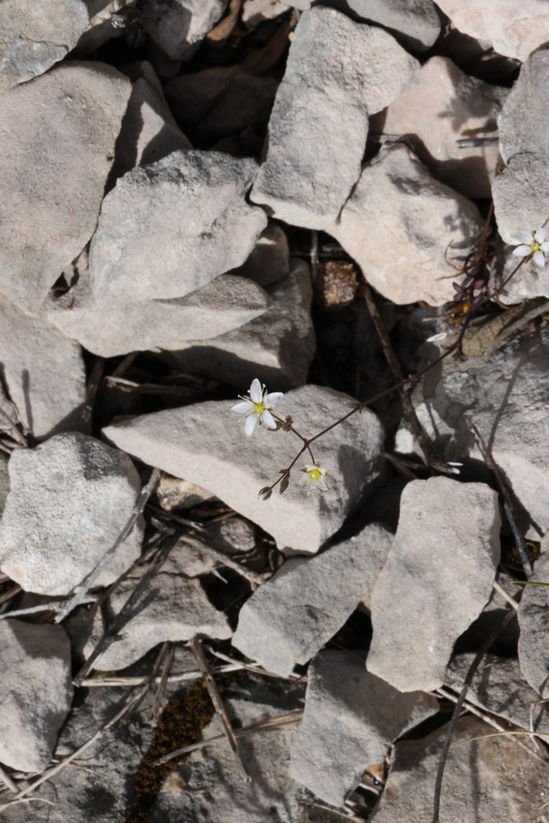 Arenaria provincialis photo 8