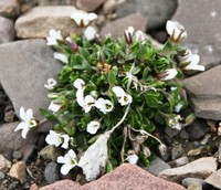 Tundra Sandwort