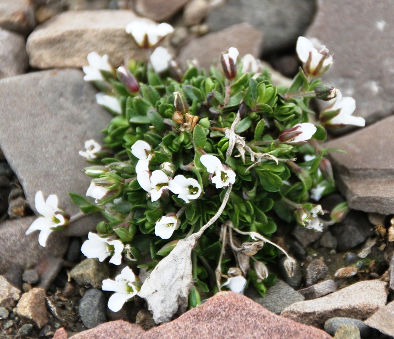 Tundra Sandwort