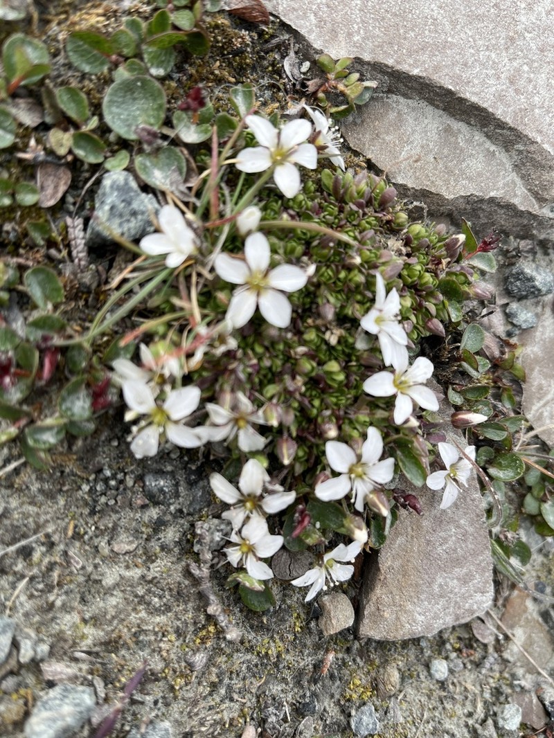 Tundra Sandwort photo 3