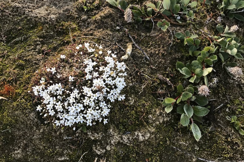 Tundra Sandwort photo 4