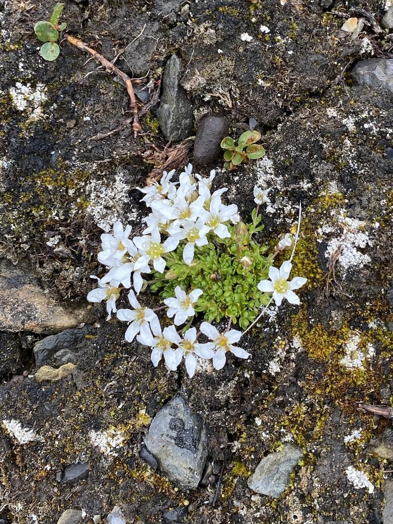 Tundra Sandwort photo 5
