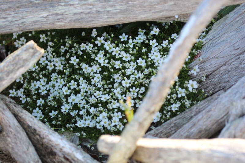 Tundra Sandwort photo 6