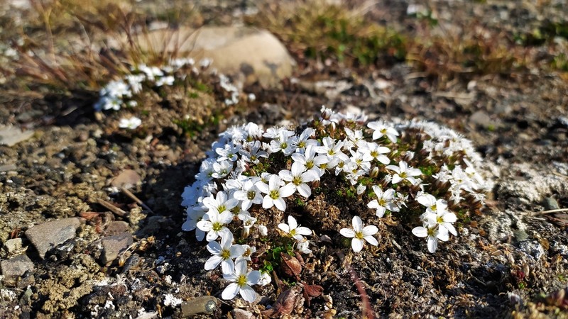Tundra Sandwort photo 7